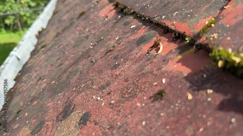 older roof shingles growing moss stains