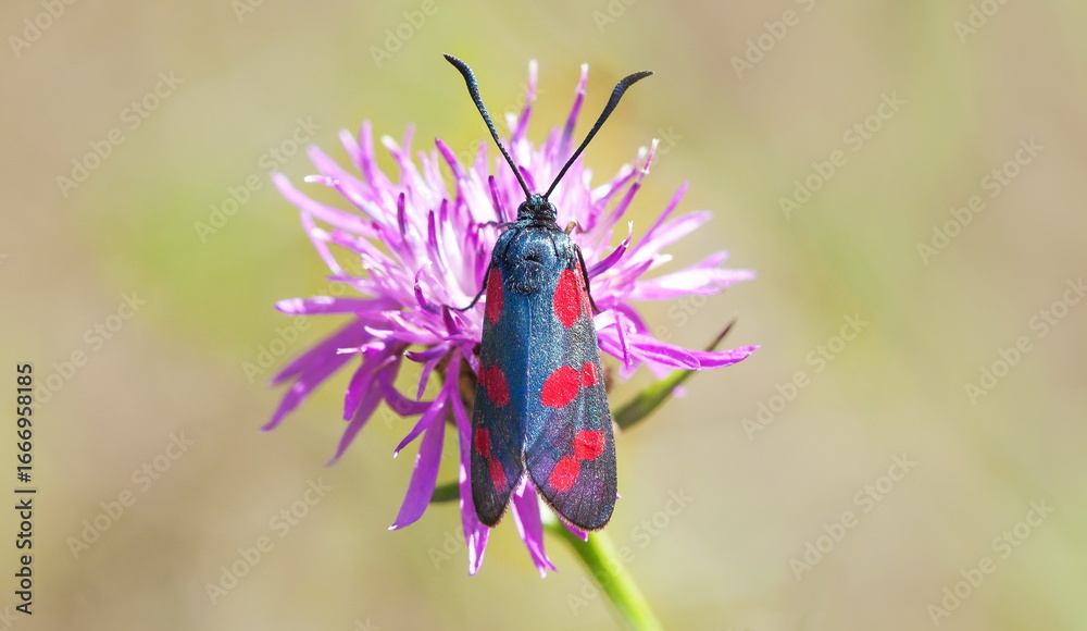 Fototapeta premium butterfly on a flower