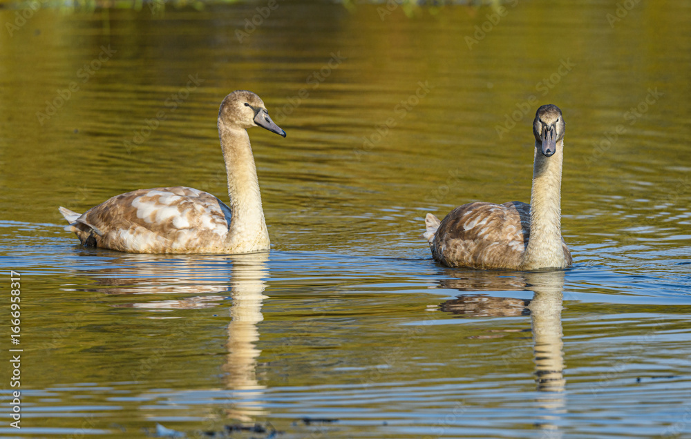 Fototapeta premium young mute swans (Cygnus olor) swimming