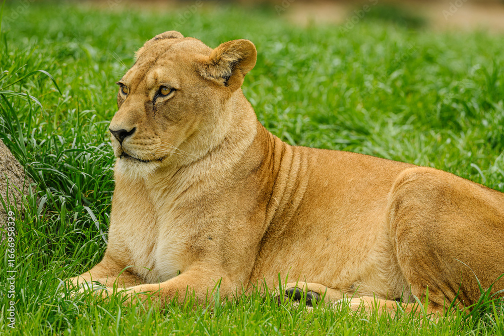 Obraz premium northern lion (Panthera leo leo) female