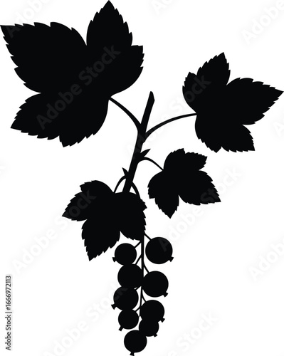 Blackcurrant Branch Silhouette with Leaves and Berries