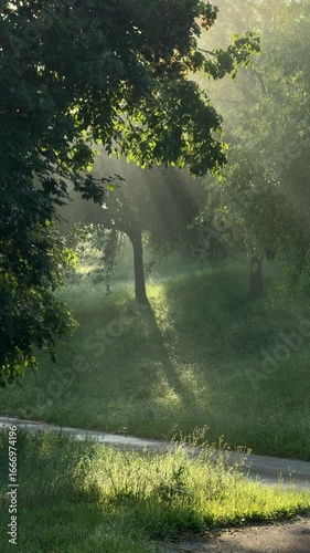 beautiful morning sunlight through trees at rural road