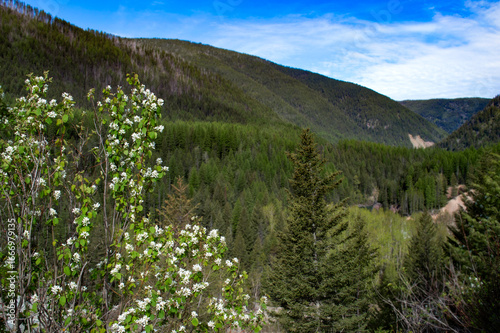 mountains, trees, and flowers on Going-to-the-Sun Road in Glacier National Park, Montana