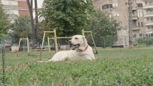 A cheerful Labrador retriever lies on the grass in a city park, enjoying a peaceful moment. Perfect for themes related to pets, outdoor activities, animal care, companionship, and lifestyle. The soft 