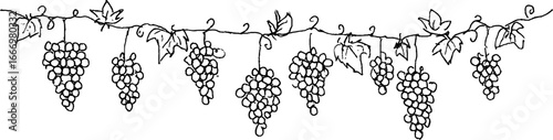 Hand drawn doodle grapevine border with curled vines for decorative design
