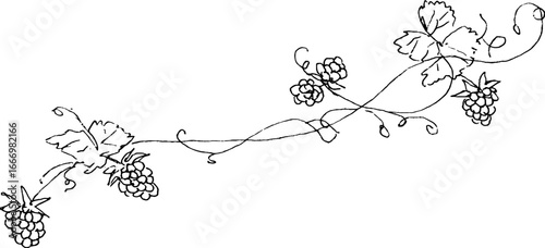 Hand drawn raspberry sprig border with doodle design for decorative use