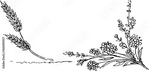Artistic corner design featuring hand drawn wheat stalk and plant curl for natural decor