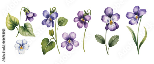 Elegant watercolor purple wild violets with petals, stems, and isolated vector style.