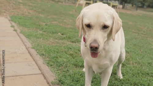 An adorable Labrador retriever captured in a close-up shot at a park, with its tongue out and a playful, friendly expression. Perfect for pet-related content, lifestyle blogs, veterinary promotions, a