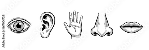 Five Black and White Line Art Icons of Human Senses: Eye, Ear, Hand, Nose, and Lips