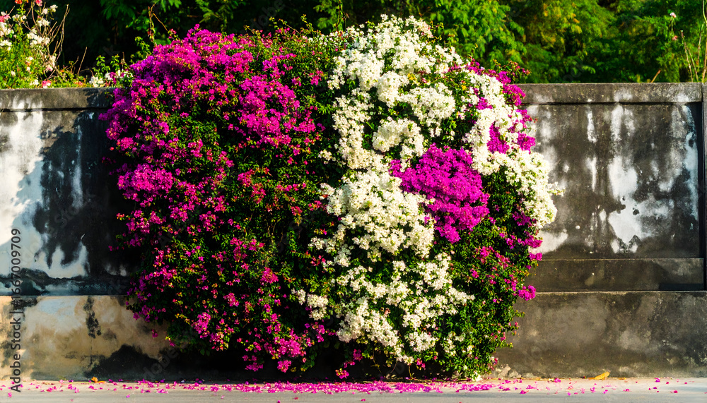 Fototapeta premium Bougainvillea flowers cascading over stone wall in full bloom outdoors