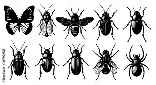 Diverse insect collection featuring a butterfly, bee, beetle, fly, and spider in striking black silhouettes