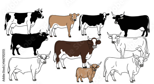 Diverse cow collection featuring Holstein, Brahman, and Highland breeds in clean line art style