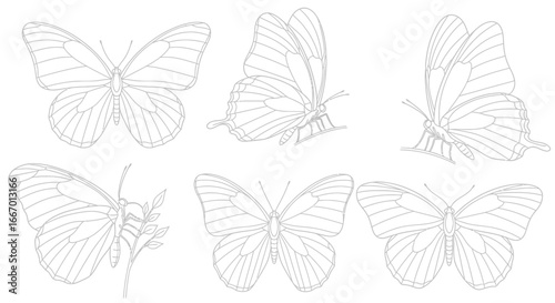 Elegant butterfly outlines showcase intricate wing patterns, perfect for nature projects and creative designs