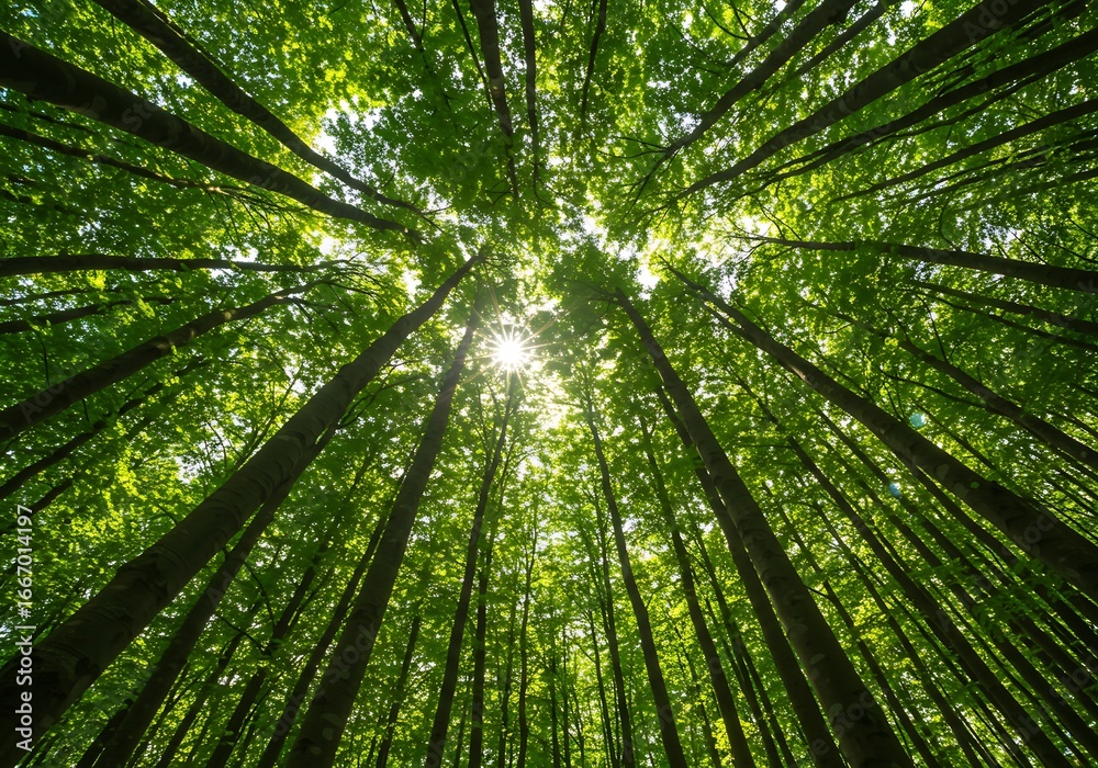 Looking up through a lush green forest canopy at sunlight Looking up through a lush green forest canopy at sunlight