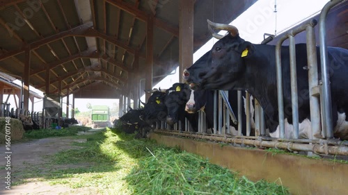 Cows in a farm barn consuming freshly cut grass, cooled by overhead water sprinklers, captured in natural light with emphasis on the animals and barn setting.