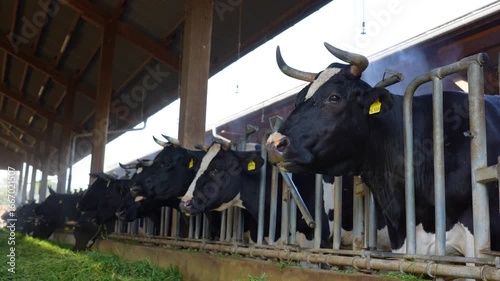 Close-up view of a Holstein cow munching on grass inside a well-lit barn, showcasing the animal's detailed features and the rustic setting.