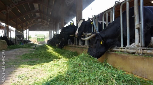 Close-up view of black and white dairy cows feeding on fresh green grass in a barn setting, highlighting the rustic agricultural environment.