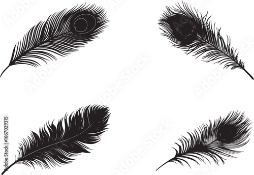 Black and white peacock feather vector illustration, a simple silhouette with clean edges, no shadow or background details, in a vector flat style on an isolated white background.eps