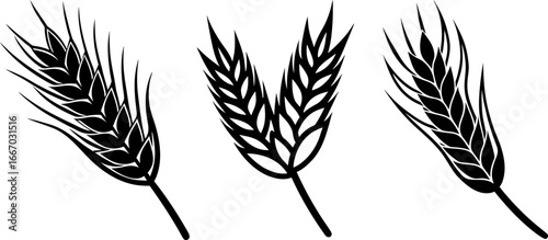 Wheat ears set, Set of wheat ears, ears collection, Vector of wheat ears, wheat ears silhouette, wheat ears isolated on white background