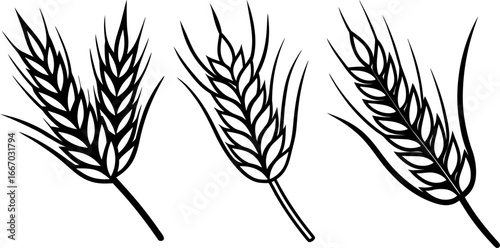 Wheat ears set, Set of wheat ears, ears collection, Vector of wheat ears, wheat ears silhouette, wheat ears isolated on white background
