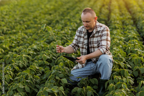 Male farmer or agronomist uses digital tablet to analyse and check the growth and disease of soybeans plants at soya field, seasonal work. Smart farming technology and agriculture business concept.