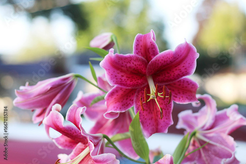 Stunning pink lilies blooming in the bright sunshine create a sense of warmth and natural beauty