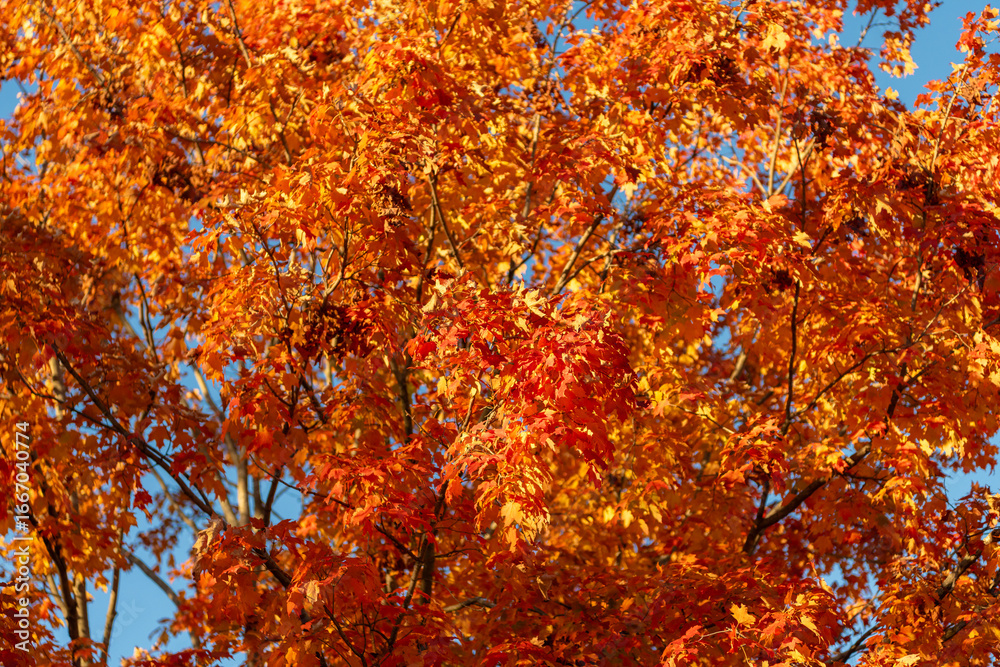 Fototapeta premium Autumnal sunny day. Seasonal leaves on tree. Natural autumn leaves. Autumn beauty of nature. Fall season nature. Fall leaves of tree. Golden trees. Autumn tree. Nature in fall season