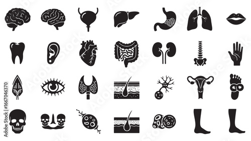 Human organ, anatomy icon set