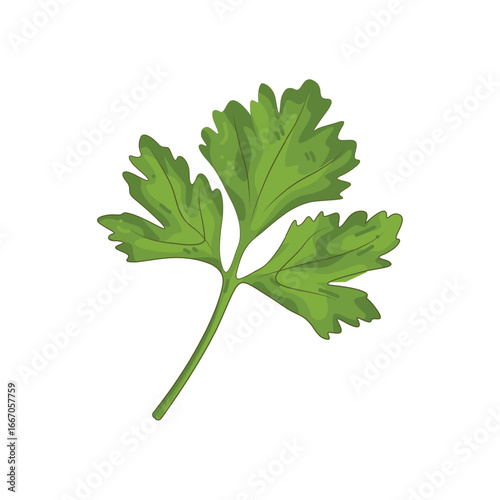 Fresh green parsley leaf isolated on white background