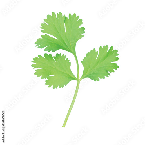 Fresh cilantro leaf isolated on white background