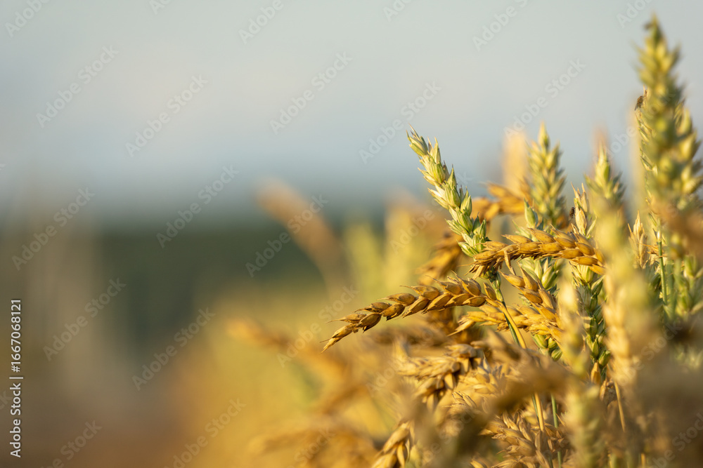 Fototapeta premium Golden wheat field with ripe stalks swaying gently in the breeze, capturing the essence of agricultural abundance and the beauty of nature's harvest season