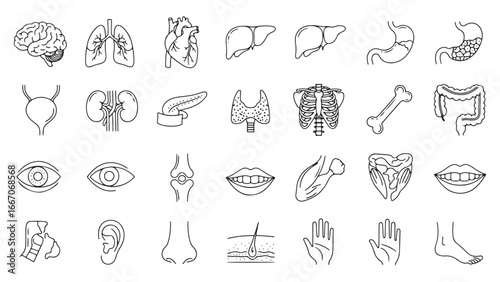 Human Organs and Body Parts Line Icon Set – Eyes, Brain, Lungs, and Skeleton Outline Vector for Medical and Science Use