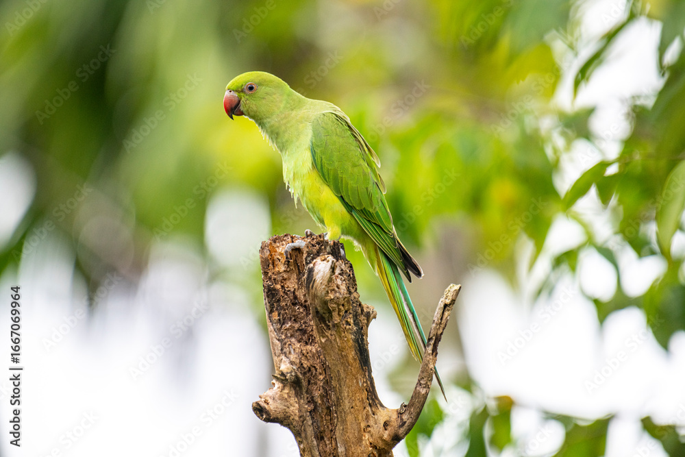 Obraz premium This photograph features a vibrant green Rose-ringed Parakeet perched on a weathered tree stump. Its striking red beak and slender tail feathers stand out against a soft, green, and blurred forest.