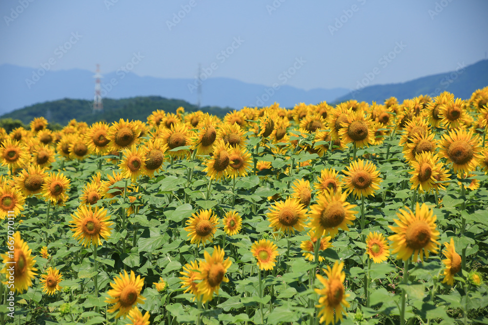 Obraz premium ひまわり畑