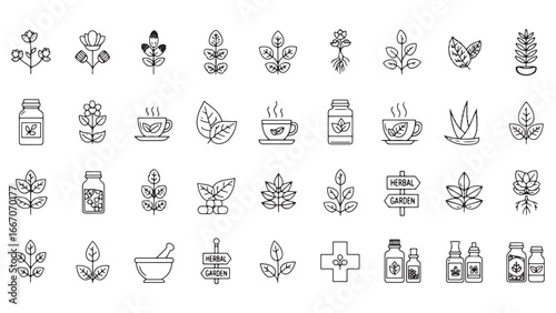 Medicinal herbs line icon set