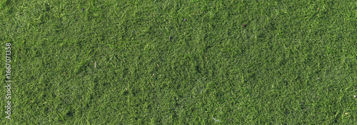 Natural grass texture with rough surface, panoramic view