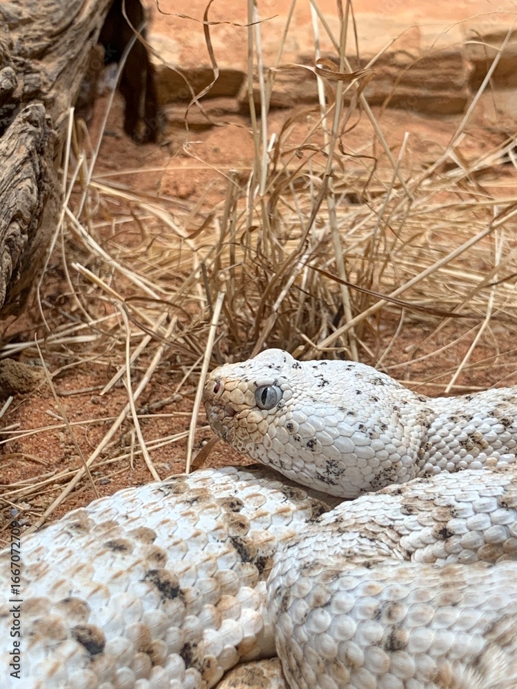 Obraz premium White snake in nest close up 