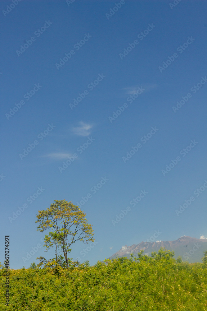 Obraz premium A solitary tree standing tall against a bright blue sky. The leaves of the tree are lush and green, contrasting with the clear sky