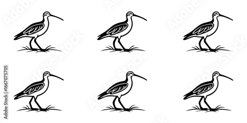 Stylized Black and White Shorebird Illustrations