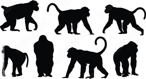 Monkey silhouettes vector collection, wild animal primate illustration, walking and standing monkey shapes, gorilla and monkey shadow figures, wildlife vector art

Keywords: