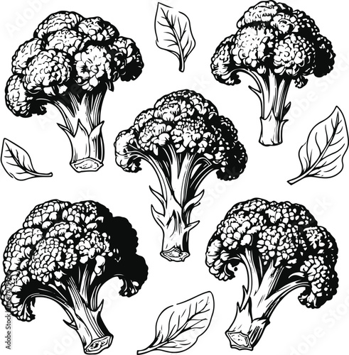 Hand sketched broccoli vector set, minimalistic black line art, florets and leaves, perfect for organic food packaging and health products