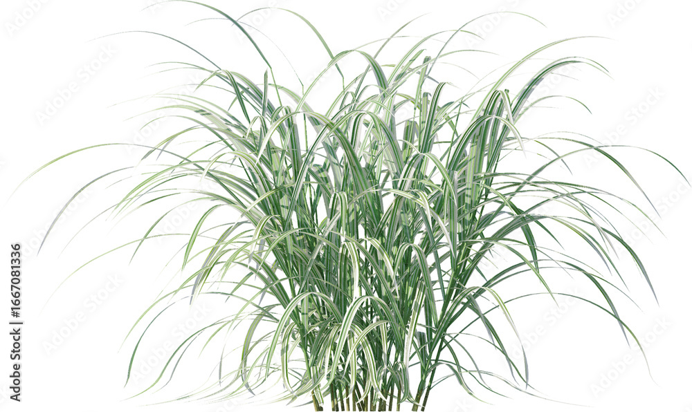 Fototapeta premium leaf, plant, dill, isolated, herb, branch, nature, food, white, tree, spice, fresh, ingredient, rosemary, fennel, twig, vegetable, herbal, seasoning, healthy, grass, bamboo, green, closeup, pine, flow