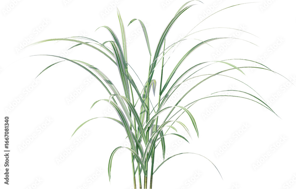 Fototapeta premium leaf, plant, dill, isolated, herb, branch, nature, food, white, tree, spice, fresh, ingredient, rosemary, fennel, twig, vegetable, herbal, seasoning, healthy, grass, bamboo, green, closeup, pine, flow