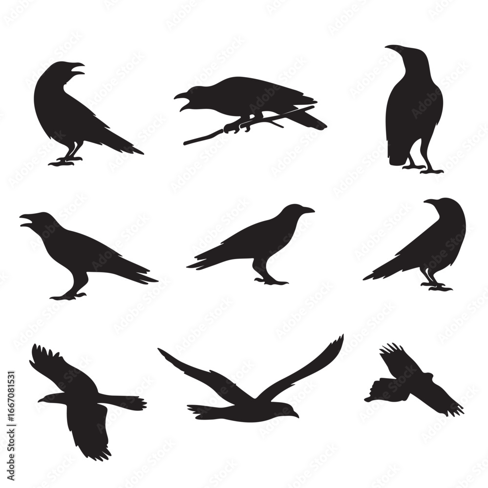 Fototapeta premium Set of raven silhouettes isolated on white background. Vector illustration
