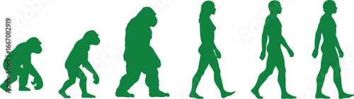 Green evolution silhouette of primates to humans including bigfoot, scientific vector illustration showing human development stages, biology and anthropology themed artwork