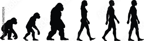 Evolution of humans from ape to modern man, including bigfoot stage, scientific silhouette illustration of walking progression, anthropology biology vector art