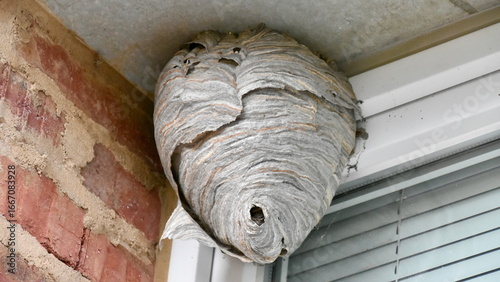 Wasp Nest in the Corner of a Building in Germany