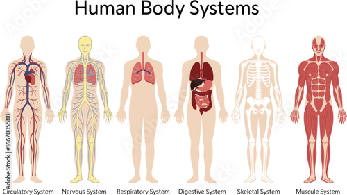 Vector Illustration of Human Body Systems Including Circulatory, Nervous, Respiratory, Digestive, Skeletal, Muscular for Medical and Educational Use