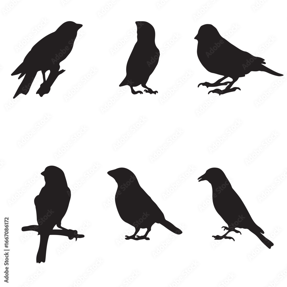 Fototapeta premium Set of silhouettes of canaries vector design, isolated white background